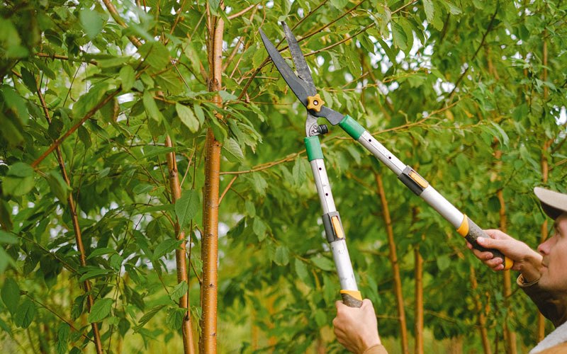 Tree trimming in Coffee Creek, MT
