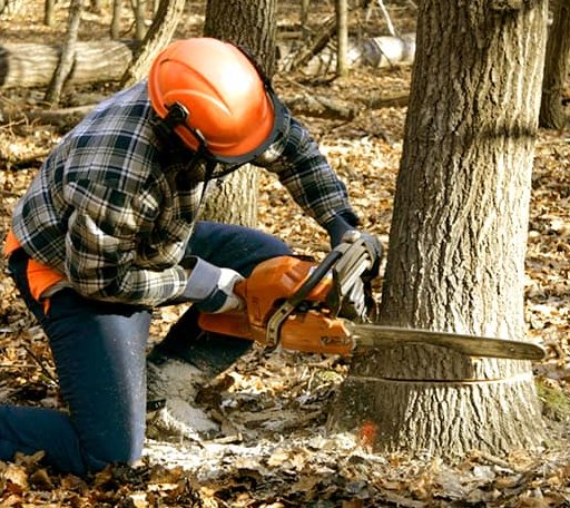 Tree Removal in Coffee Creek, MT